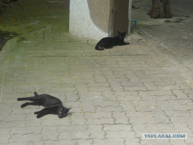 Котовторник 01.04.2014