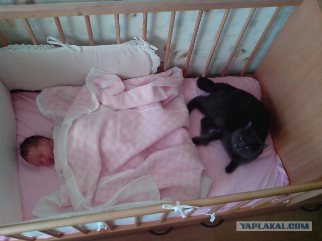 Котовторник 20.05.2014