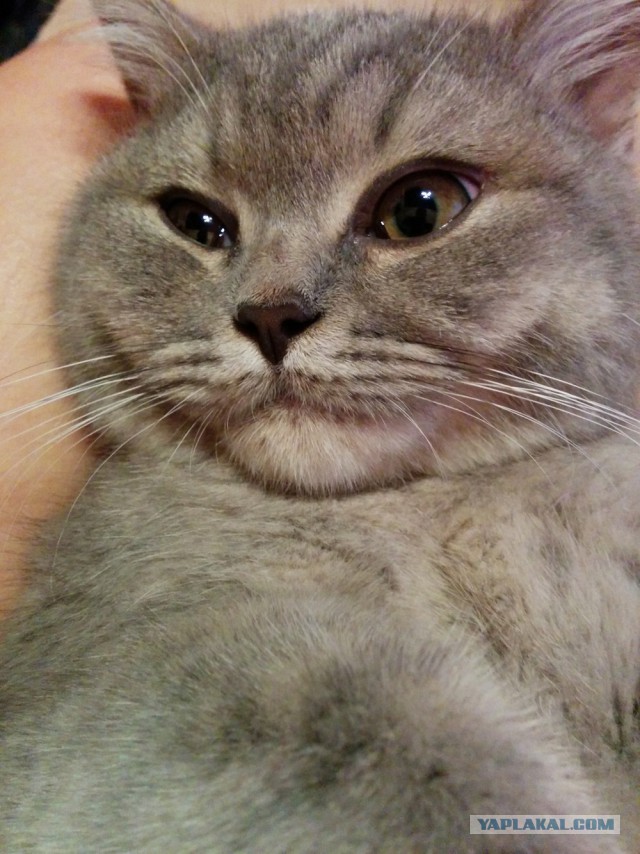 Котовторник 20.05.2014