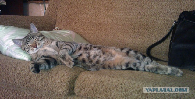 Котовторник 17.06.2014