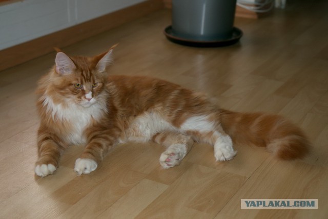 Котовторник 17.06.2014