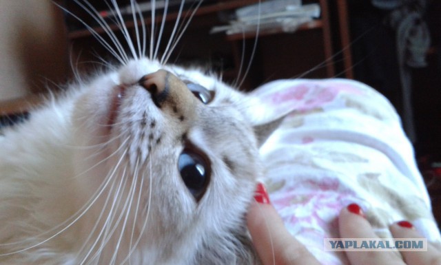 Котовторник  08.07.2014