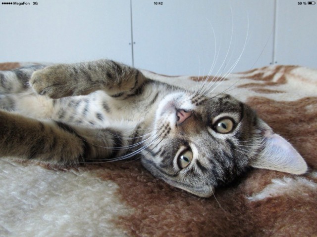 Котовторник 09.09.2014