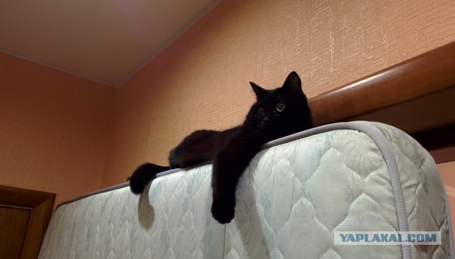 Котовторник 21.10.2014