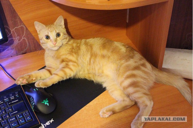 Котовторник 16.12.2014