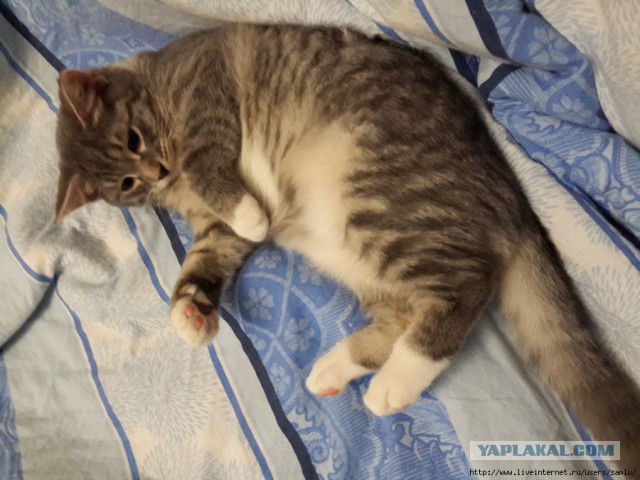 Котовторник 16.12.2014