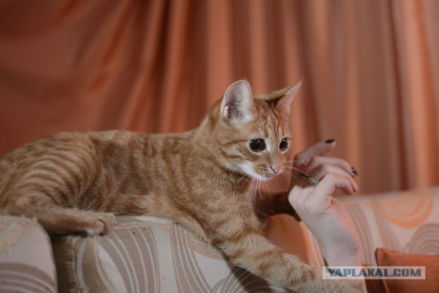 Котовторник