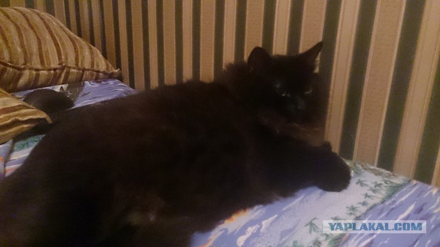 Котовторник