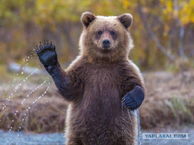 Хозяин тайги
