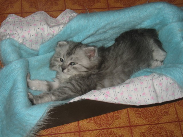Котовторник 31.03.2015