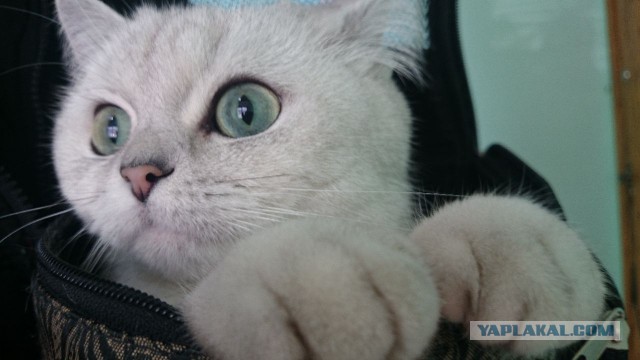 Котовторник