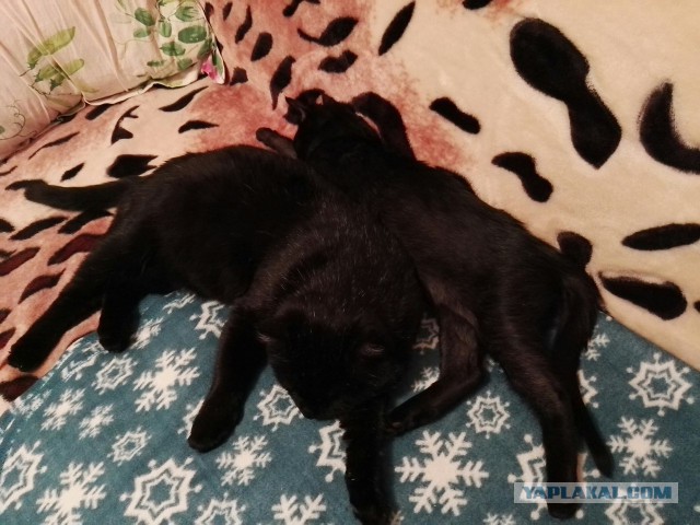 Котовторник 15.12.2015
