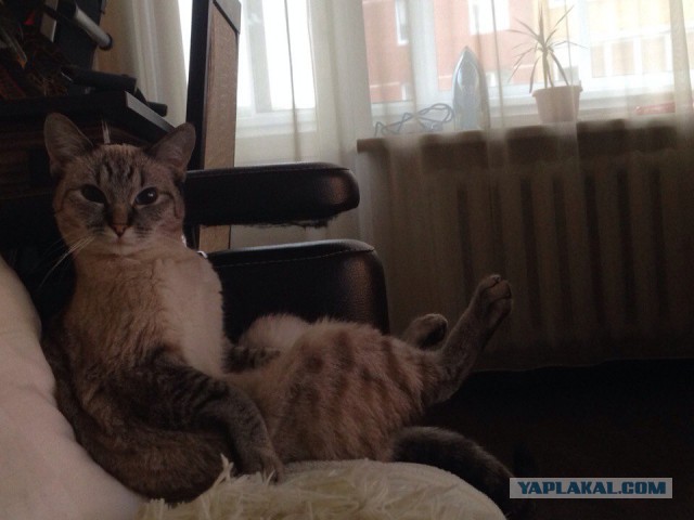 Коты, они - как люди!