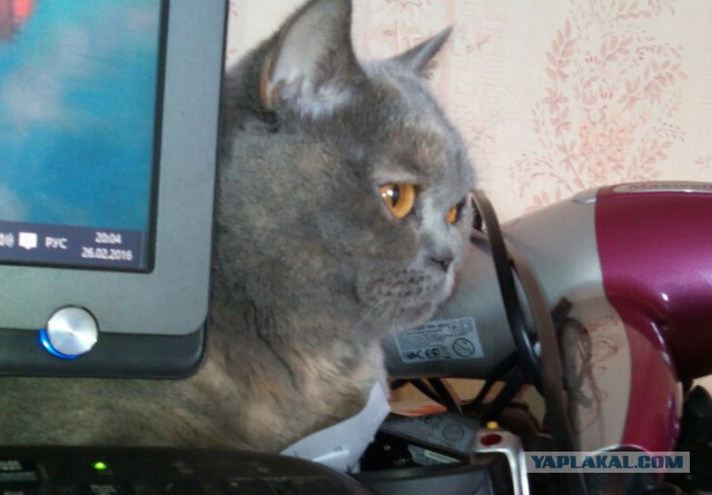 Котовторник 15.03