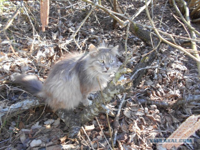 Жизнь домашнего приюта для котеек 109