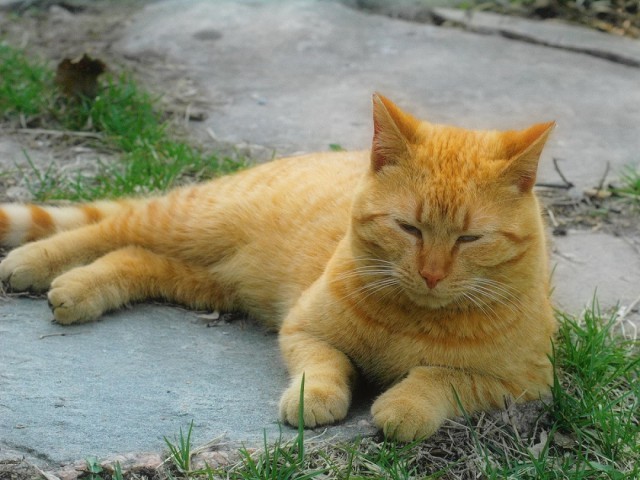 Котовторник 03.05.2016