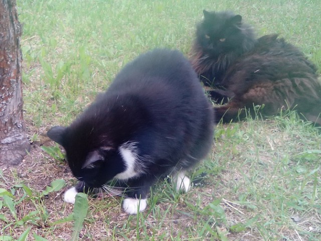 Котовторник 18.10.2016