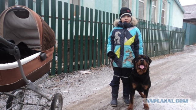 Два друга собакена Юрген и Толик