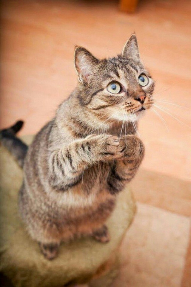 Коты из сети
