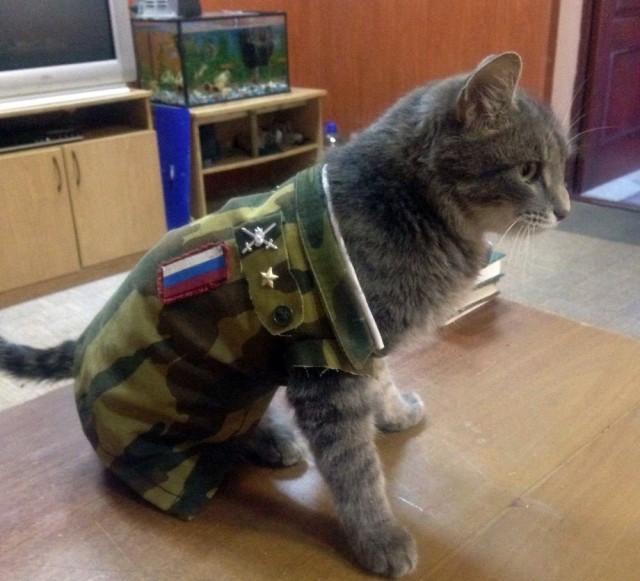 Коты и Кошки