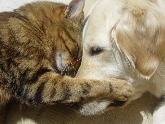 Коты и Кошки