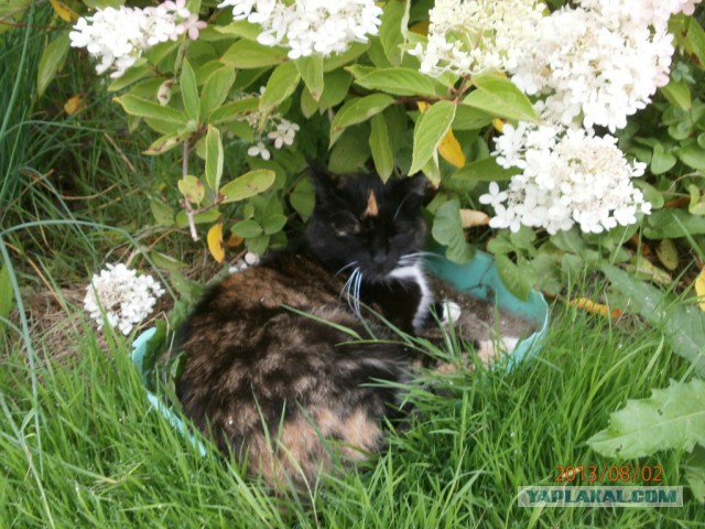 Как спят наши странные коты