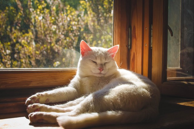 Кот без прикрас