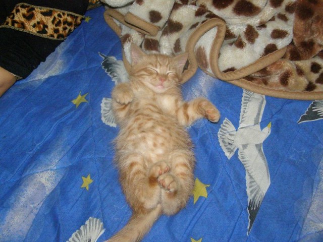 Котовторник на ЯПлакалъ (13.05.08)