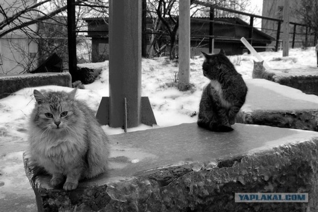 Котовторник на ЯПлакалъ
