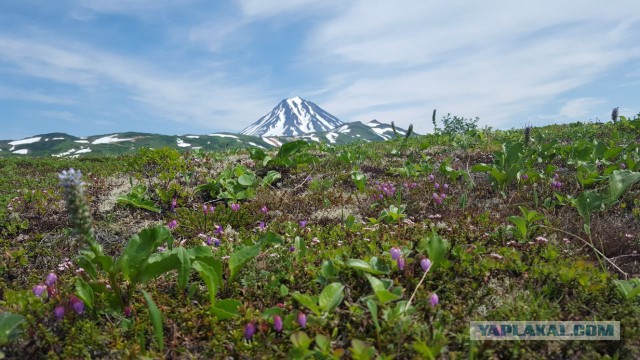 Камчатка. Природный парк Ключевской группы вулканов.