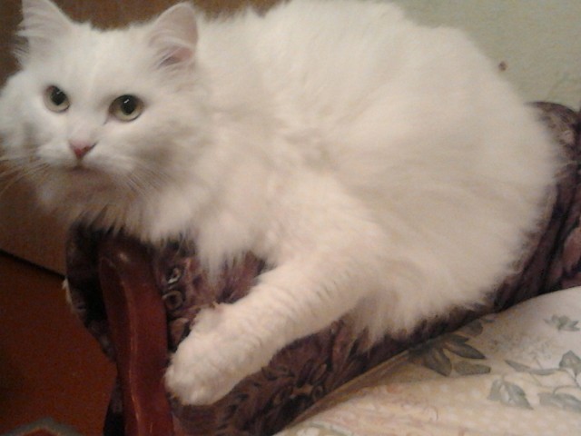 Котовторник! 08.11.11