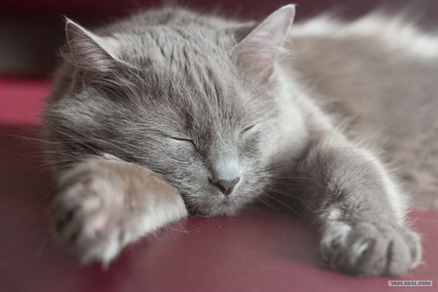Котовторник  12. 06. 2012