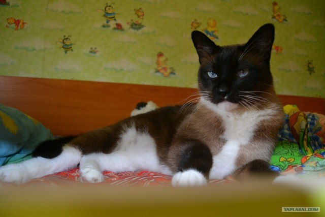 Котовторник 10. 07. 2012