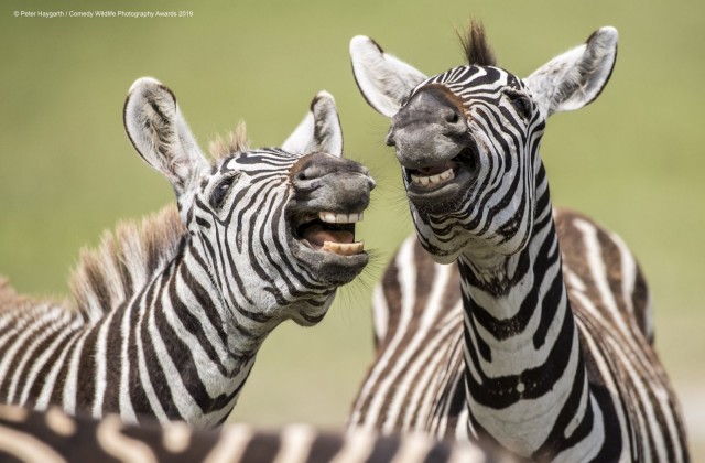 Comedy Wildlife 2019 – конкурс самых забавных фотографий дикой природы