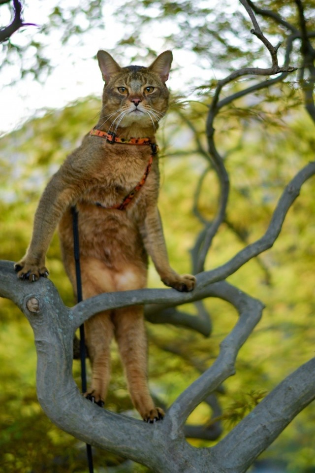 Забавные фото котеек