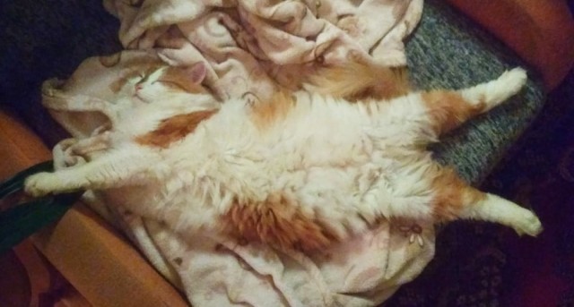 Давайте по котикам, которые с нами на самоизоляции