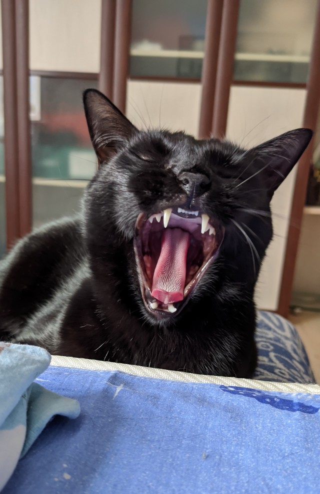 Black cats matter