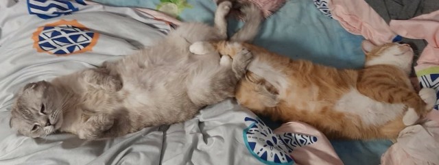 Коты, которые спят где попало и как попало