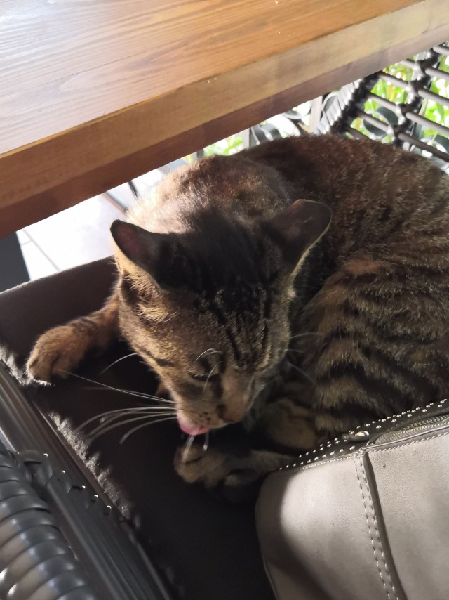 Смешные коты 25.08.20