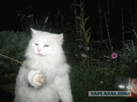 Отжабте моего кота
