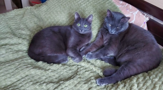 Котовторнику быть!