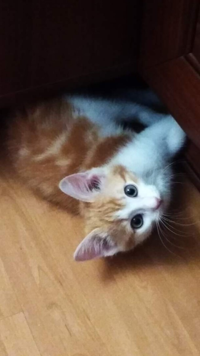 Котовторник!