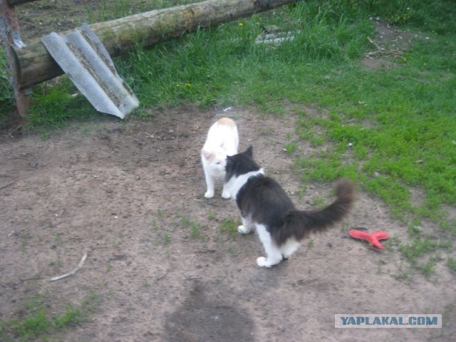 Жизнь домашнего приюта для котеек 344