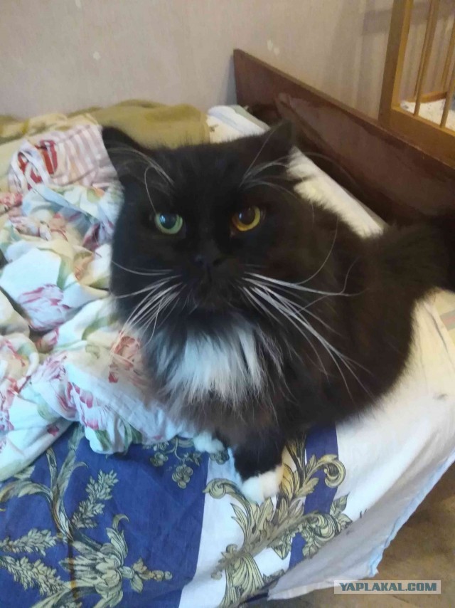 А котовторник уже начался?