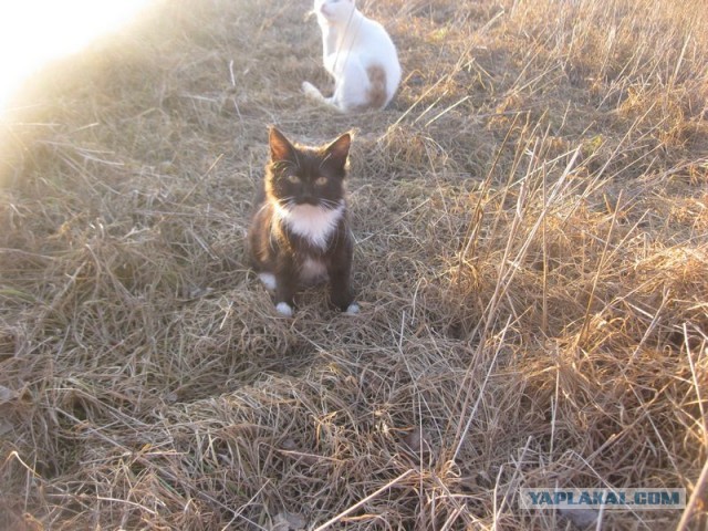 Жизнь домашнего приюта для котеек 366