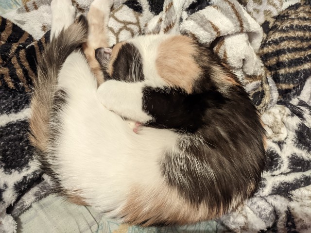 Котовторник вроде.
