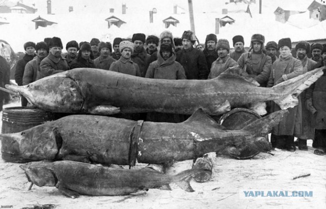 Рыбаки есть на сайте?