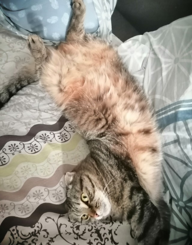 Котовторник ведь начался!