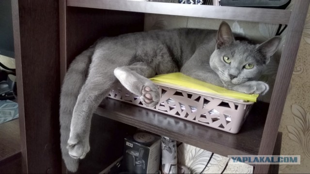 К котовторнику