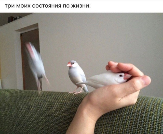 Картинки и мемы для настроения - 137